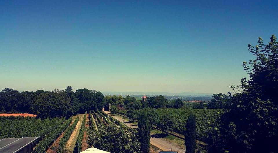 Ausblick vom Weingut über die Weinberge in Richtung Burgruine